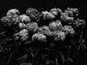 Науменко Виктория, "Paeonia", из серии "Even Dying Still Beautiful"