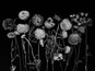 Науменко Виктория, "Ranunculus", из серии "Even Dying Still Beautiful"