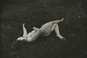 Гуляй Богдан, “The morning dew #2”