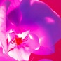 Елена Морозова, "22”, from the serias "Floral"