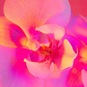 Елена Морозова, "23", from the serias "Floral"