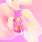 Елена Морозова, "25", from the serias "Floral"