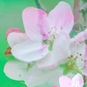 Елена Морозова, "30", from the serias "Floral"