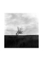 Полякова Марина, “A tree”