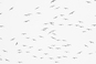 Елена Морозова, "Seagulls ", from the serias "Infinity"
